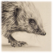 European hedghog drawing